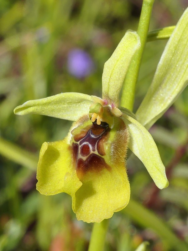 Ophrys lacaitae: la regina delle Ophrys prov. Frosinone  2020